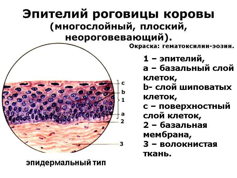 Эпителий роговицы коровы (многослойный, плоский, неороговевающий). Окраска: гематоксилин-эозин. 1 – эпителий,  a –